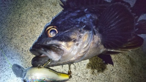 hpri7epy99feeu7nz9o7_480_480-4848fe90.jpg