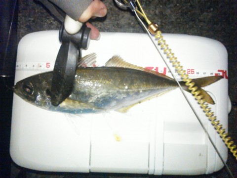 hrnejr5v6u39cc9yvna8_480_480-0e48daaf.jpg