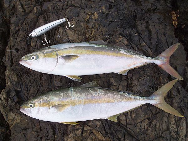 三重カンツリクラブ ハマチとヒラマサと磯際ポロリン