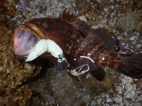 htazjdh9vo64cwsxwbnx_480_480-03c0d21b.jpg