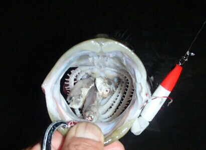htr4dk9pt2bisna5iem2_411_300-0e82d37e.jpg