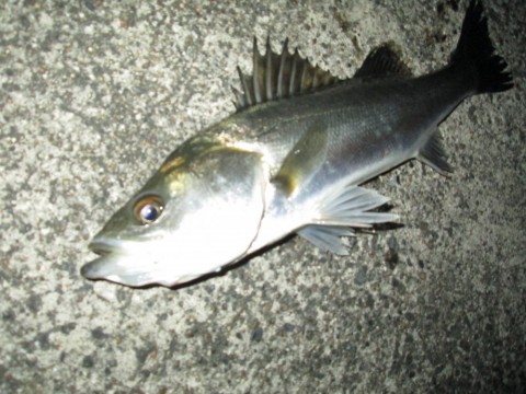 hubudpeeyhgpc8fo3smz_480_480-49b95131.jpg