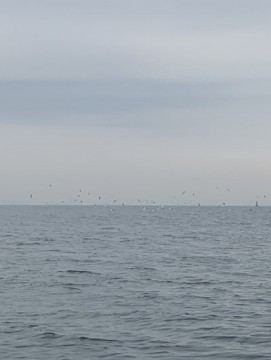 huw6rdmxjbin94pjujez_361_480-8bb703af.jpg