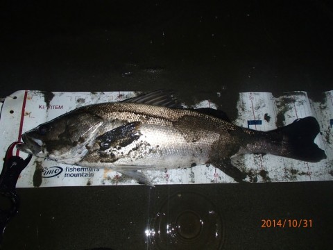 hv4xjbodv9dkybik6abn_480_480-fd9d45bb.jpg
