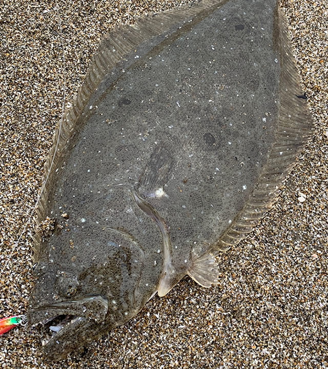 鹿島灘サーフ ヒラメ マゴチ 年6月27日 土 鹿島灘サーフ