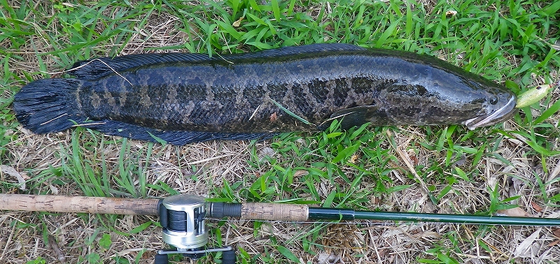Hinokuni Fisher スネ ク Hinokuni Fisher スネ ク