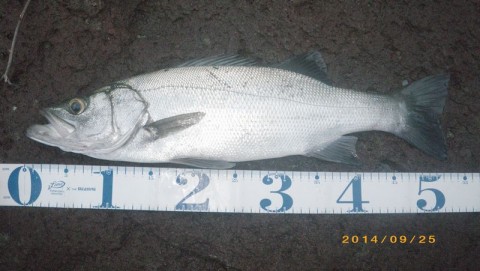 hyxw26kkpam5fotb45b3_480_480-1f01f3cd.jpg