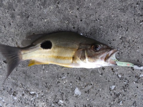 hyyem5ictcxsawuo443c_480_480-6fbe6226.jpg