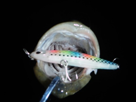 hz9tg8hi2aao9kawkmzx_920_690-1e198996.jpg