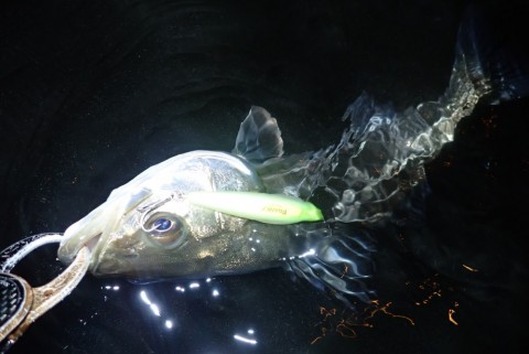 hzhnguppaws4g4cvw28x_480_480-9eb7a014.jpg