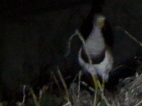 hzp6e493npefsgiktmtw_480_480-162cd494.jpg
