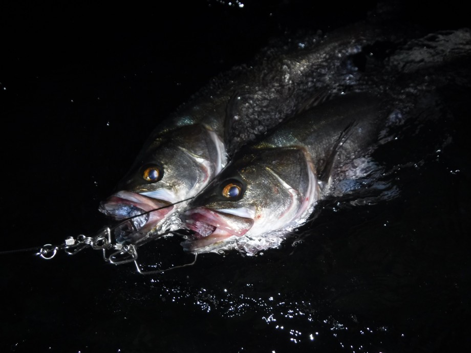 釣りログ 入れ食い干潟