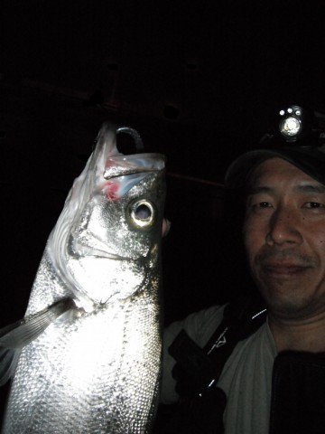 i2r9ase2jwgjxk2f9fp4_480_480-ea889ebb.jpg