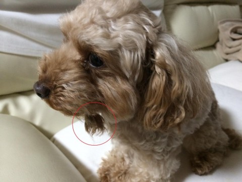 i33jyhjp5t6eocah39ms_480_480-bd38d275.jpg