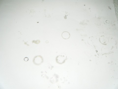 i39SsSyxJo7fzbgsuSds_480_480-444ab788.jpg