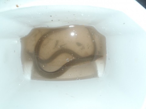 i3hcv3umobvcodzkvaei_480_480-d1410427.jpg