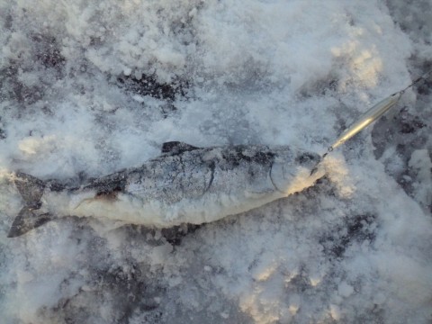 i6C6n2npxCZnXDUUipNe_480_480-a9d61bf0.jpg