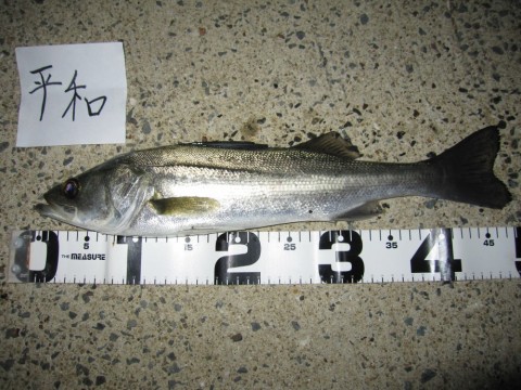 i9yPAPuFNH2vcyUvtLMF_480_480-bf071a82.jpg