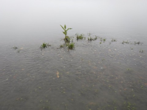 ia2afmpadbc5534gnwhh_480_480-2732e4b6.jpg