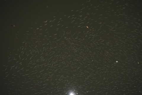 ia65aku7bfcjhhvsvpkw_480_480-70f26a49.jpg