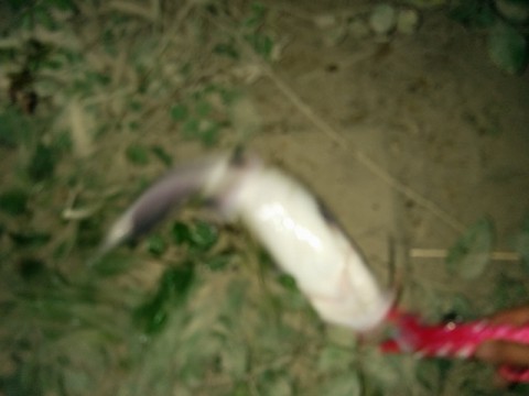iahmpaisjt3auj6k5byx_480_480-f923e61d.jpg