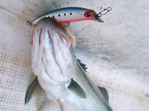 iba3wigsj327uuuc5ub7_480_480-ebf13cc1.jpg