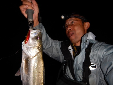 ibbyp3nih43gneot4jn8_480_480-6365c040.jpg