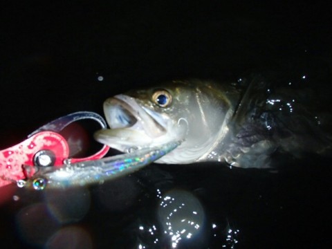 ibdrucvnw7gow5mvgr4o_640_480-71e41165.jpg