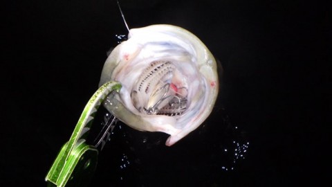 ibgwzgecbxuurvgdxk5u_480_270-a926babb.jpg