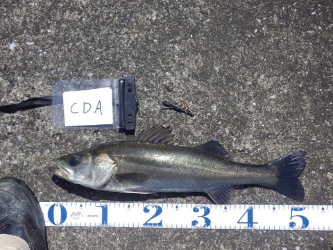ibh3vcarb7bipwjwb97t_480_480-c9ae5343.jpg