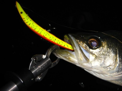 ibmb4vmk8szikc8mrn8e_480_480-1816081a.jpg