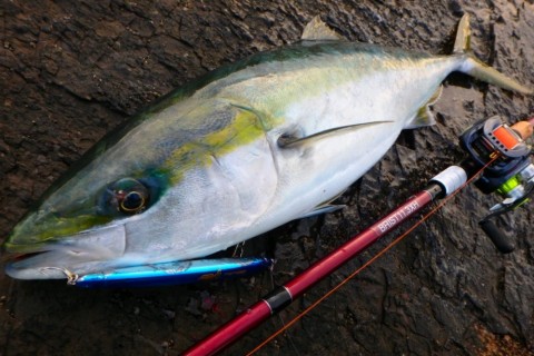 ibpgjbactvkium8s3uuv_480_480-8692d91f.jpg