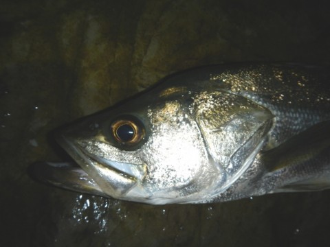iby3fnfa5aa9v4ssffjm_480_480-4722ee1a.jpg