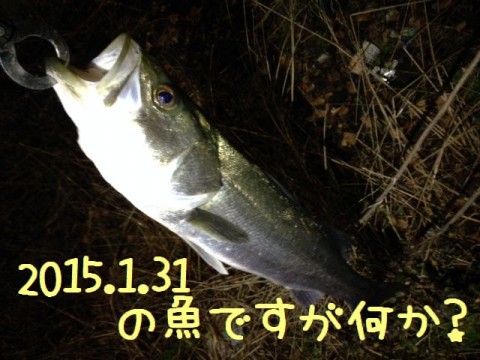 icfg9695mvspuwby4nyv_480_480-6f30cb3b.jpg