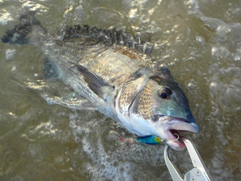 icjmxhzxpds9eev37g37_480_480-752ec087.jpg