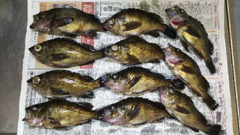 idisau68tm5ddth8985e_480_480-b2388c6a.jpg