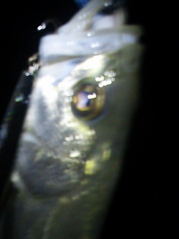 idt6odpv3sr7vfufn9b3_480_640-273ca77d.jpg