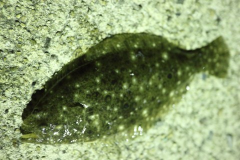 iegaf9cymevej7xx5wvn_480_480-a68d1166.jpg