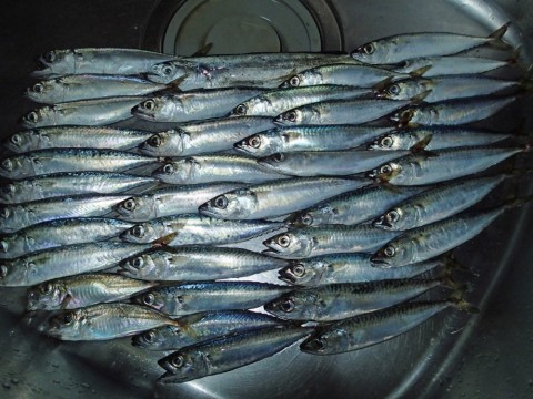 ienzwet3yyobuexrpn75_480_480-95237a82.jpg