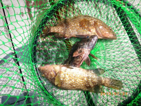 ieyj2x6xmf4hi89a2zes_480_480-bc039ac4.jpg