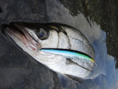 igjsdvfvhtobthui67k9_480_480-80f0c8fc.jpg