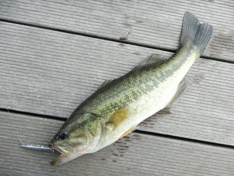 ii539rut36kjm4b7vdro_920_690-f88e308f.jpg