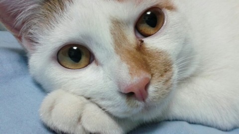 ii9wwtvf4pogi3kuf44f_920_518-ea0e8680.jpg