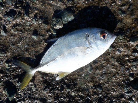 iickof6pygfu7wdwsouo_480_480-6125bda9.jpg
