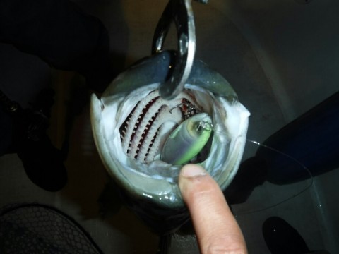 iiz44hjyb3jjxiz5jy5p_920_690-0f9b5ae1.jpg
