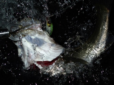 ik94j399ffmwpa49jcu4_480_480-780d7500.jpg