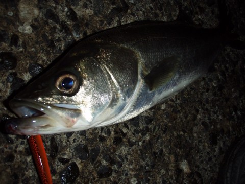 ikett6b4cdcxyrj8ssfs_920_690-02d89796.jpg