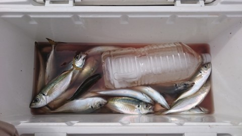 東京湾　アジ釣り