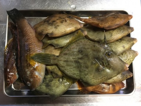 カワハギ