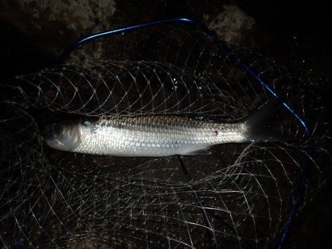 inrfkpygzyah4t39rif2_480_480-d6eefe53.jpg